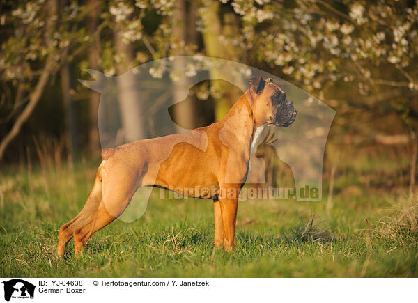 Deutscher Boxer / German Boxer / YJ-04638