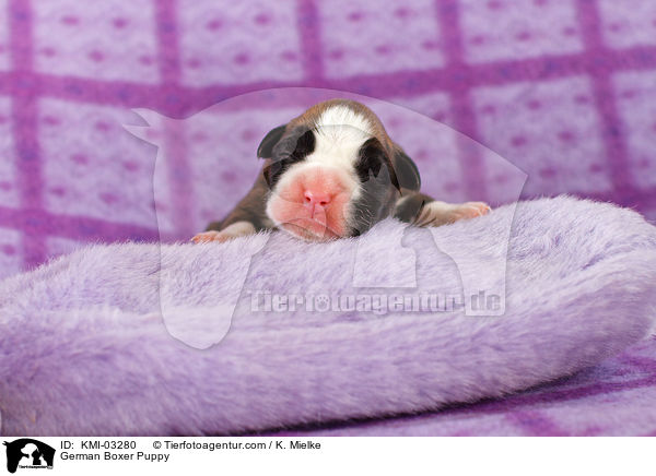 Deutscher Boxer Welpe / German Boxer Puppy / KMI-03280