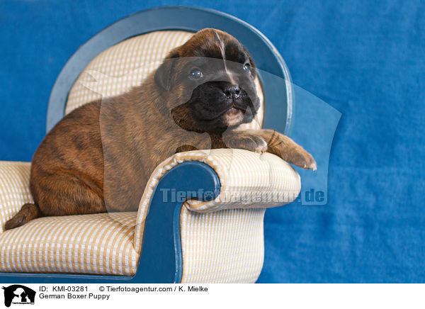 Deutscher Boxer Welpe / German Boxer Puppy / KMI-03281