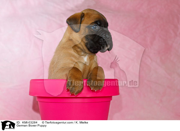 Deutscher Boxer Welpe / German Boxer Puppy / KMI-03284