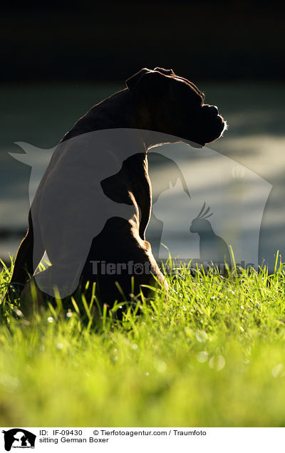 sitzender Deutscher Boxer / sitting German Boxer / IF-09430