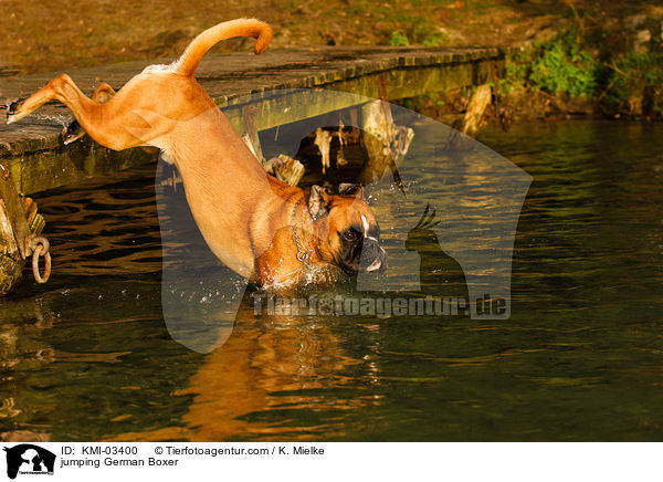 springender Deutscher Boxer / jumping German Boxer / KMI-03400