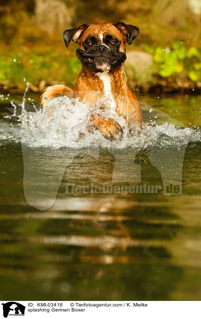 splashing German Boxer / KMI-03416