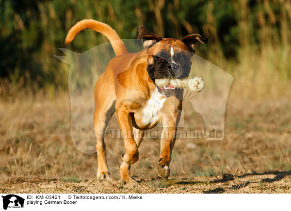 spielender Deutscher Boxer / playing German Boxer / KMI-03421