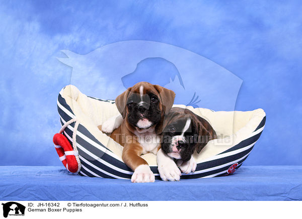 Deutscher Boxer Welpen / German Boxer Puppies / JH-16342