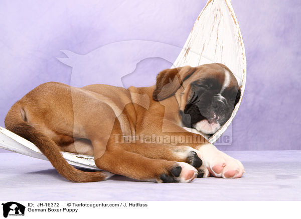 Deutscher Boxer Welpe / German Boxer Puppy / JH-16372