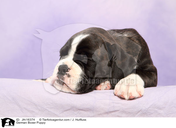 Deutscher Boxer Welpe / German Boxer Puppy / JH-16374
