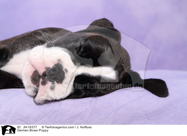 Deutscher Boxer Welpe / German Boxer Puppy / JH-16377