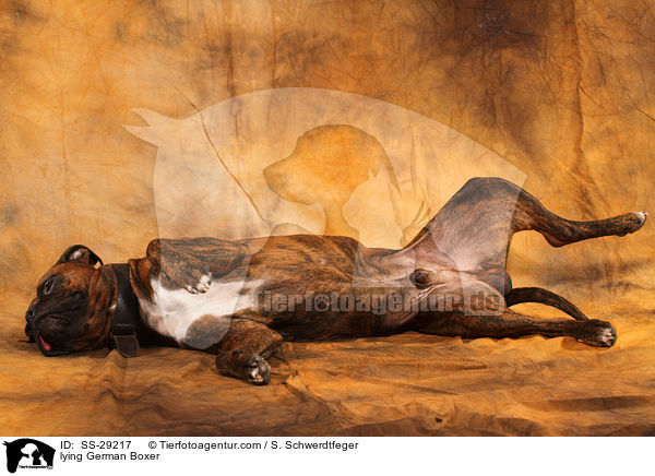 liegender Deutscher Boxer / lying German Boxer / SS-29217