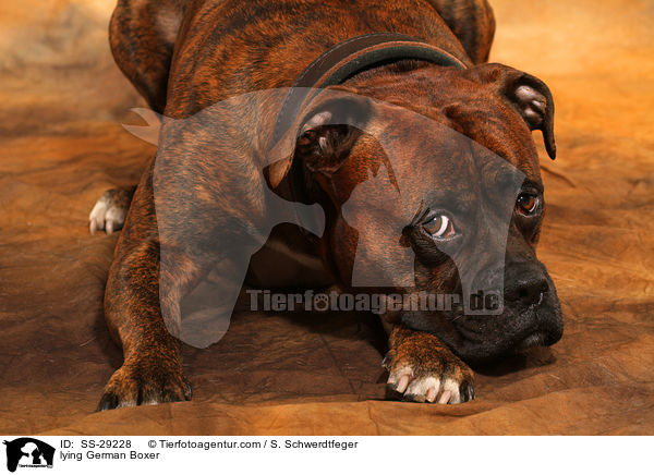 liegender Deutscher Boxer / lying German Boxer / SS-29228