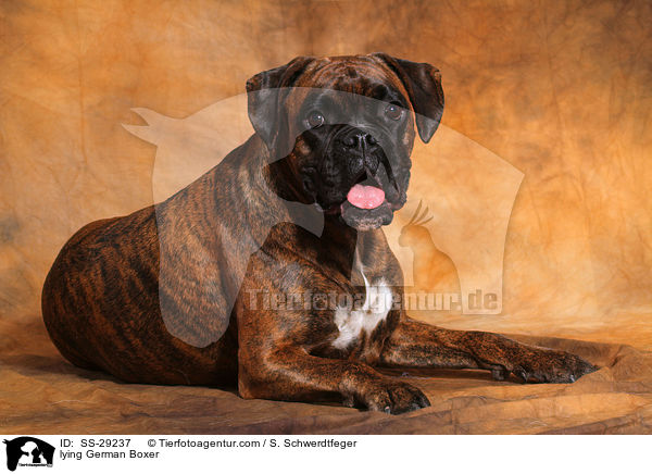 liegender Deutscher Boxer / lying German Boxer / SS-29237