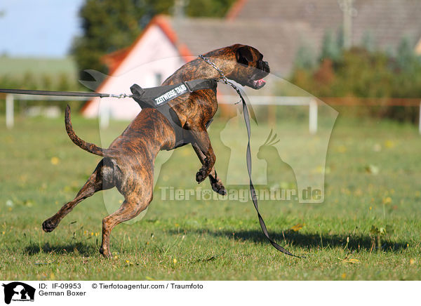 Deutscher Boxer / German Boxer / IF-09953