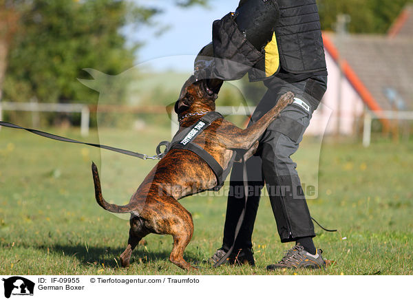 Deutscher Boxer / German Boxer / IF-09955