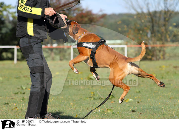 Deutscher Boxer / German Boxer / IF-09971