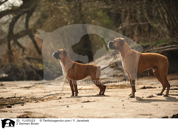 2 Deutsche Boxer / 2 German Boxer / YJ-05323