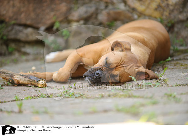 schlafender Deutscher Boxer / sleeping German Boxer / YJ-05336