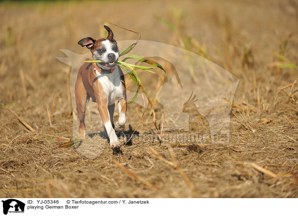 spielender Deutscher Boxer / playing German Boxer / YJ-05346