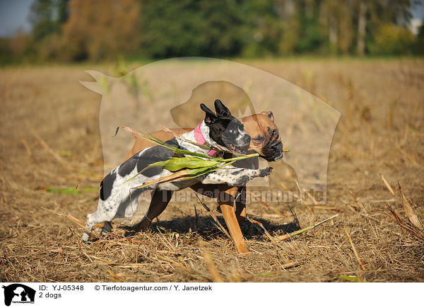 2 Hunde / 2 dogs / YJ-05348