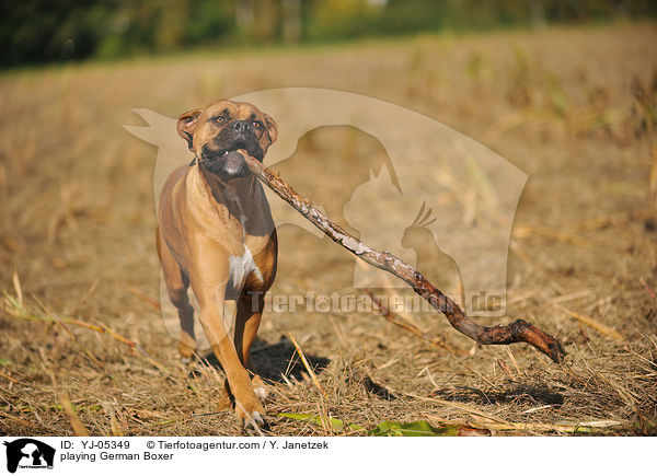 spielender Deutscher Boxer / playing German Boxer / YJ-05349