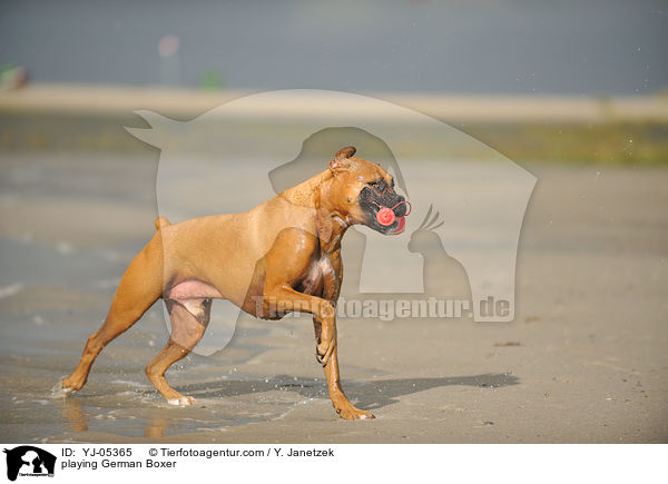 spielender Deutscher Boxer / playing German Boxer / YJ-05365