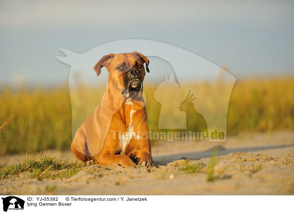 liegender Deutscher Boxer / lying German Boxer / YJ-05382