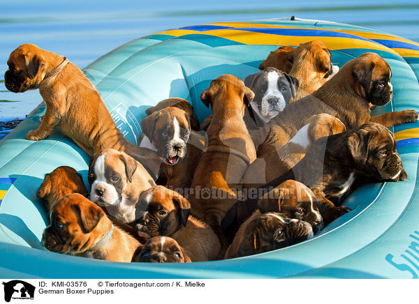 Deutsche Boxer Welpen / German Boxer Puppies / KMI-03576