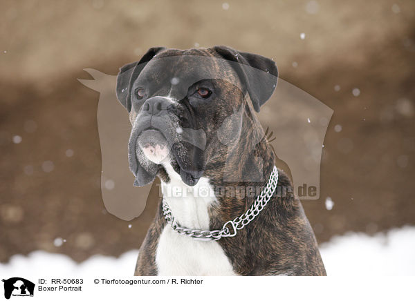Boxer Portrait / Boxer Portrait / RR-50683