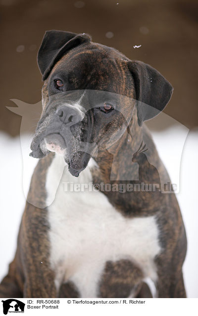 Boxer Portrait / Boxer Portrait / RR-50688