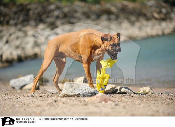 Deutscher Boxer / German Boxer / YJ-05770