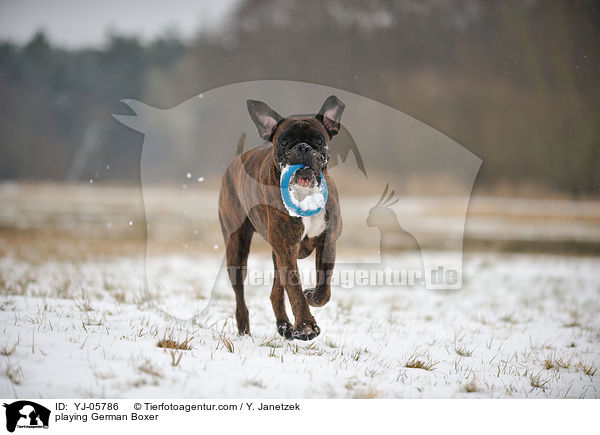 spielender Deutscher Boxer / playing German Boxer / YJ-05786