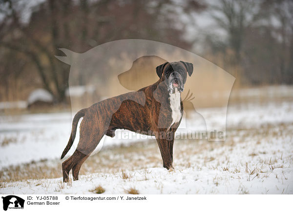 Deutscher Boxer / German Boxer / YJ-05788