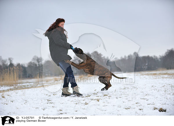spielender Deutscher Boxer / playing German Boxer / YJ-05791
