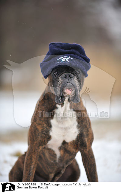 Deutscher Boxer Portrait / German Boxer Portrait / YJ-05798