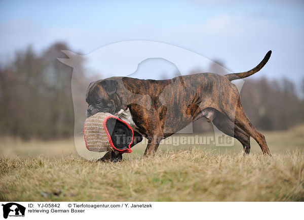 apportierender Deutscher Boxer / retrieving German Boxer / YJ-05842