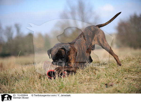 Deutscher Boxer / German Boxer / YJ-05844