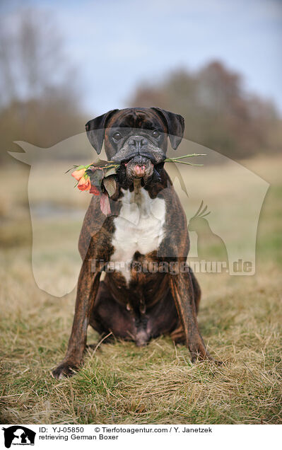 apportierender Deutscher Boxer / retrieving German Boxer / YJ-05850