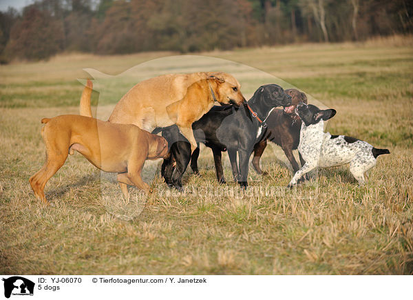 5 Hunde / 5 dogs / YJ-06070