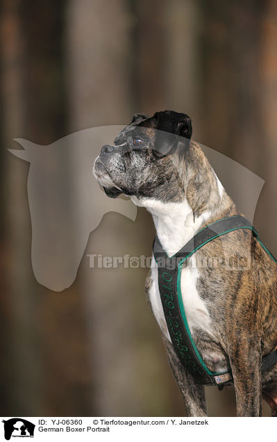 Deutscher Boxer Portrait / German Boxer Portrait / YJ-06360