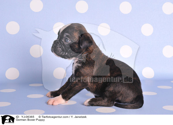 Deutscher Boxer Welpe / German Boxer Puppy / YJ-06365