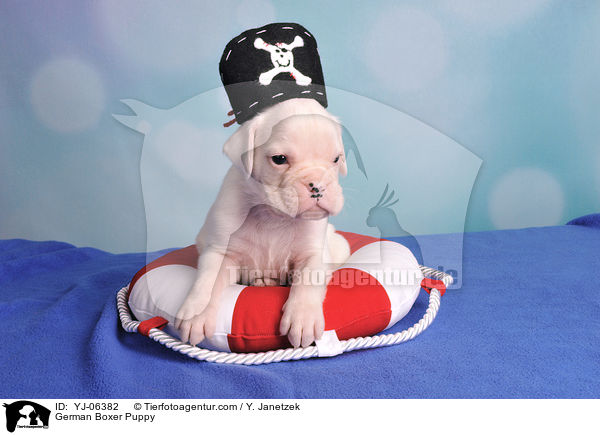 Deutscher Boxer Welpe / German Boxer Puppy / YJ-06382