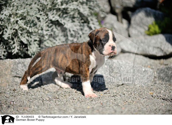 Deutscher Boxer Welpe / German Boxer Puppy / YJ-06403