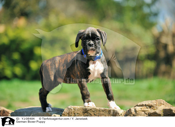 Deutscher Boxer Welpe / German Boxer Puppy / YJ-06484