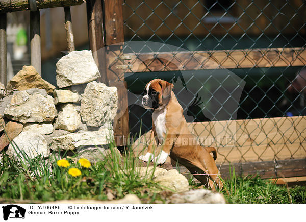 Deutscher Boxer Welpe / German Boxer Puppy / YJ-06486