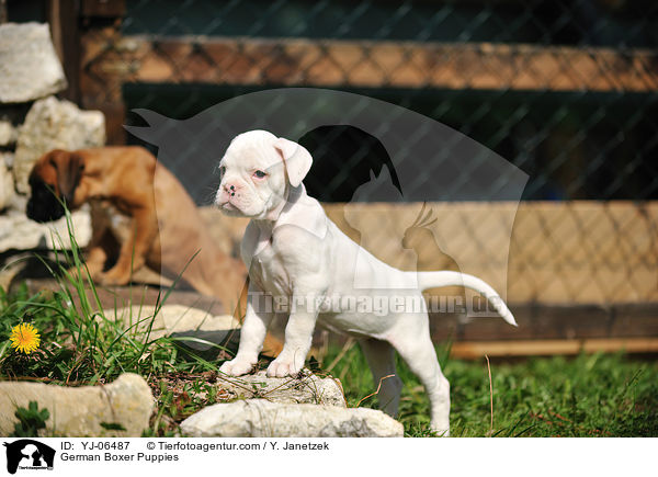 Deutsche Boxer Welpen / German Boxer Puppies / YJ-06487