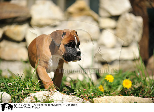 Deutscher Boxer Welpe / German Boxer Puppy / YJ-06489