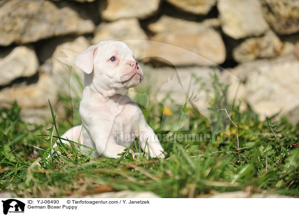 Deutscher Boxer Welpe / German Boxer Puppy / YJ-06490