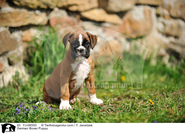Deutscher Boxer Welpe / German Boxer Puppy / YJ-06500