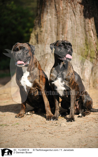 2 Deutsche Boxer / 2 German Boxer / YJ-06514