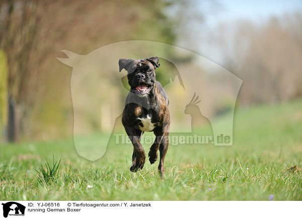 rennender Deutscher Boxer / running German Boxer / YJ-06516