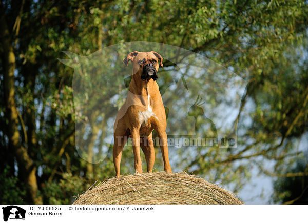 Deutscher Boxer / German Boxer / YJ-06525